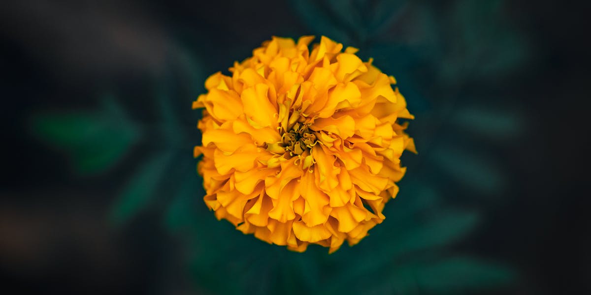 instagram psicólogos autoridade